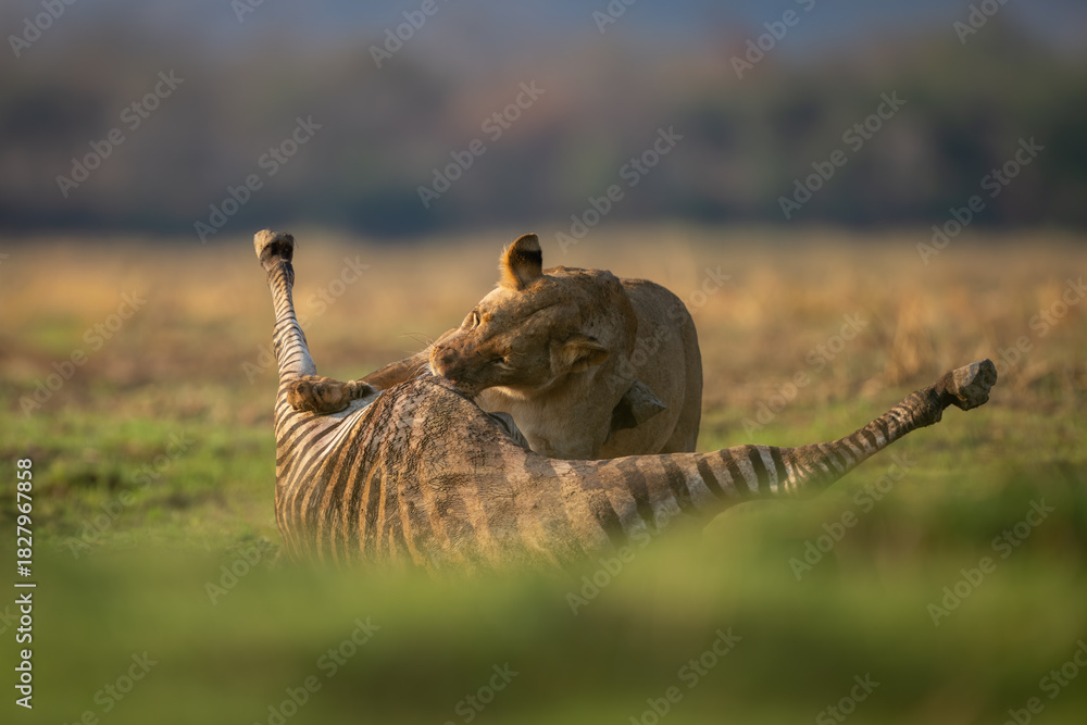 Obraz premium Lioness stands chewing zebra carcase in sunshine