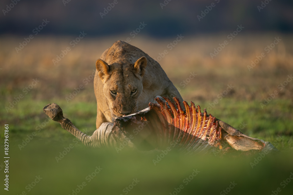 Obraz premium Lioness stands feeding on zebra in grass