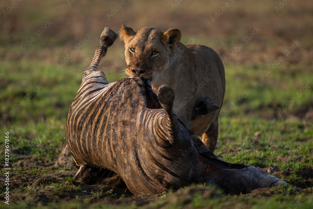 Obraz premium Lioness stands feeding on zebra in sunshine