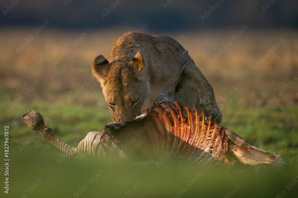 Obraz premium Lioness stands with zebra kill in sunshine