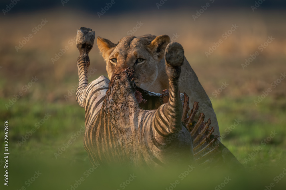 Obraz premium Lioness stands feeding on zebra in grassland