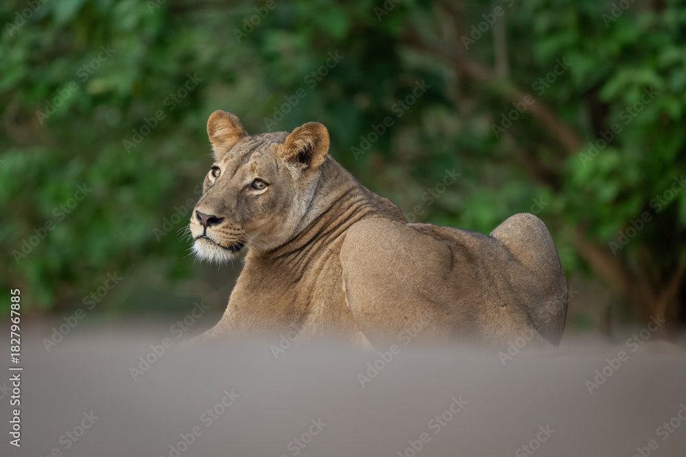 Obraz premium Lioness lies looking back near thick bushes