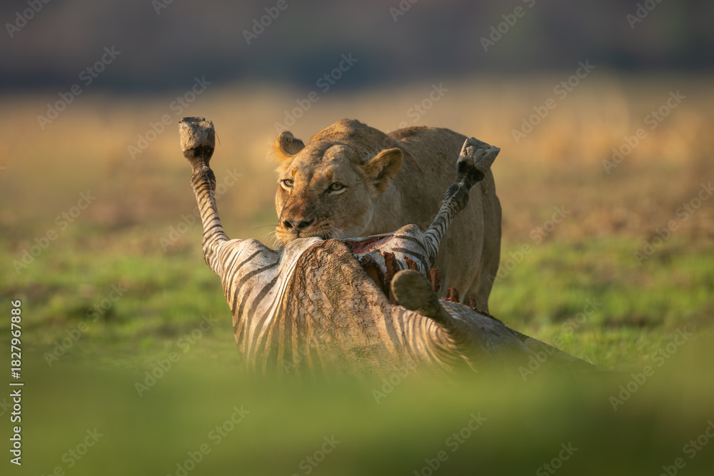Fototapeta premium Lioness stands gnawing zebra kill in sunshine