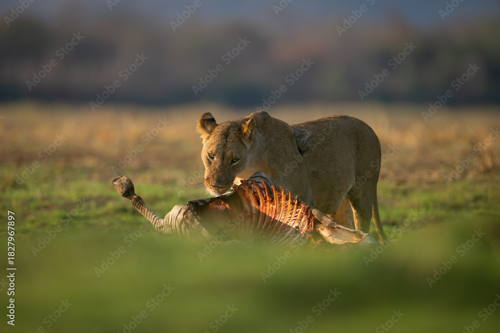 Obraz premium Lioness stands with zebra kill on grass