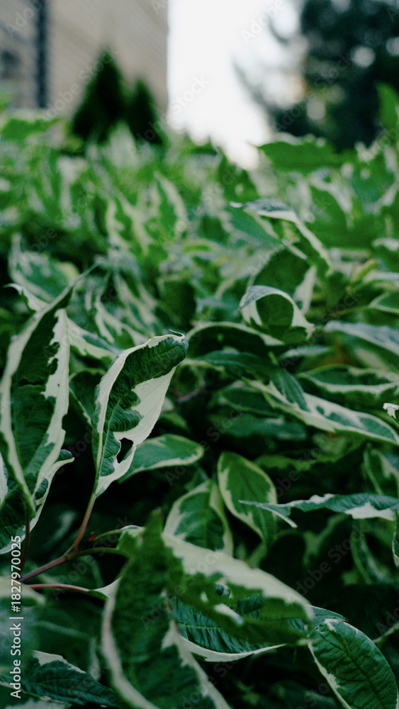 Obraz premium A close-up view of vibrant green leaves, capturing their texture, veins, and natural details in sharp focus.