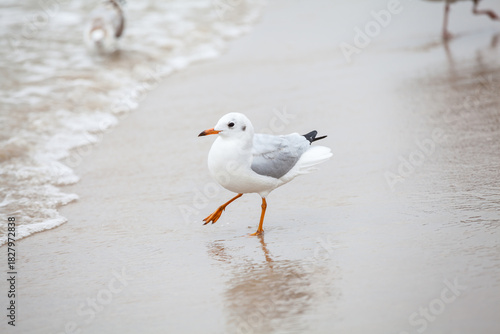 Fototapeta Naklejka Na Ścianę i Meble -  Seagull in the natural environment on the Baltic Sea.