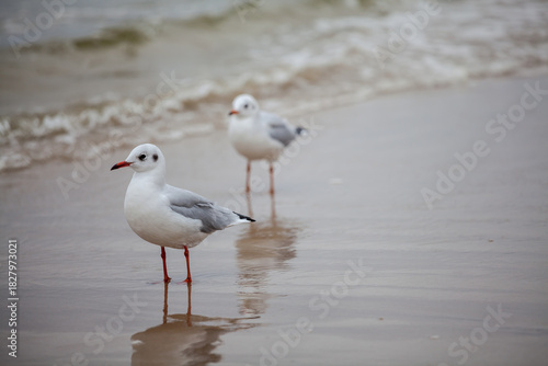 Fototapeta Naklejka Na Ścianę i Meble -  Seagull in the natural environment on the Baltic Sea.