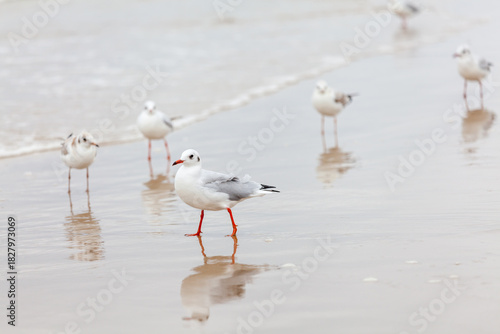 Fototapeta Naklejka Na Ścianę i Meble -  Seagull in the natural environment on the Baltic Sea.