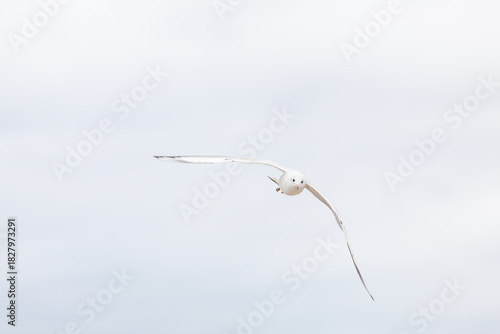 Fototapeta Naklejka Na Ścianę i Meble -  Seagull in the natural environment on the Baltic Sea.