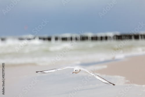 Fototapeta Naklejka Na Ścianę i Meble -  Seagull in the natural environment on the Baltic Sea.