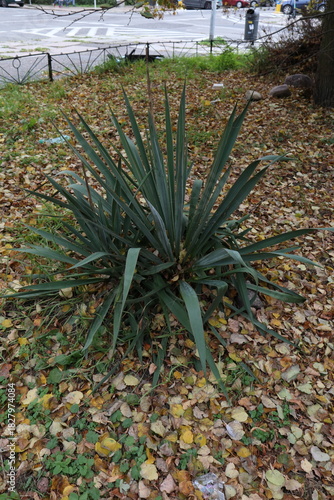a green bush with long leaves grows among the yellow fallen leaves