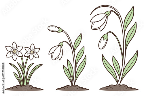 Spring Flowers Including Daffodils and Snowdrops in Growth Stages on White Background