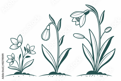 Outline Illustrations of Spring Flowers in Three Growth Stages on White Background