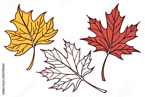 Three Hand Drawn Autumn Maple and Oak Leaves on White Background Keywords: autumn, fall, leaves, maple