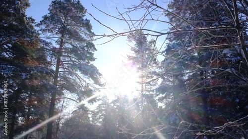 Amazing frozen nature background. A calm, frozen winter scene. Ethereal sunrise, sunlight. Winter wonderland. Idyllic north nature. Winter solstice