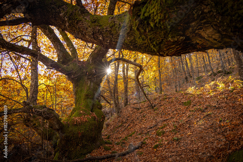 Ruta de los castaños en Casas del Castañar (Extremadura)