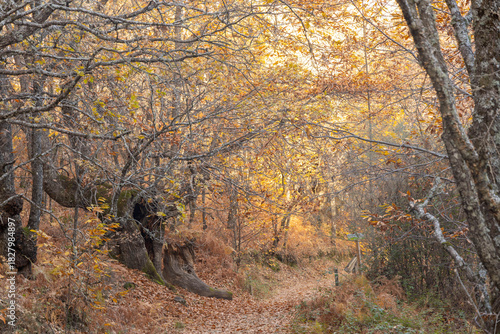 Ruta de los castaños en Casas del Castañar (Extremadura)