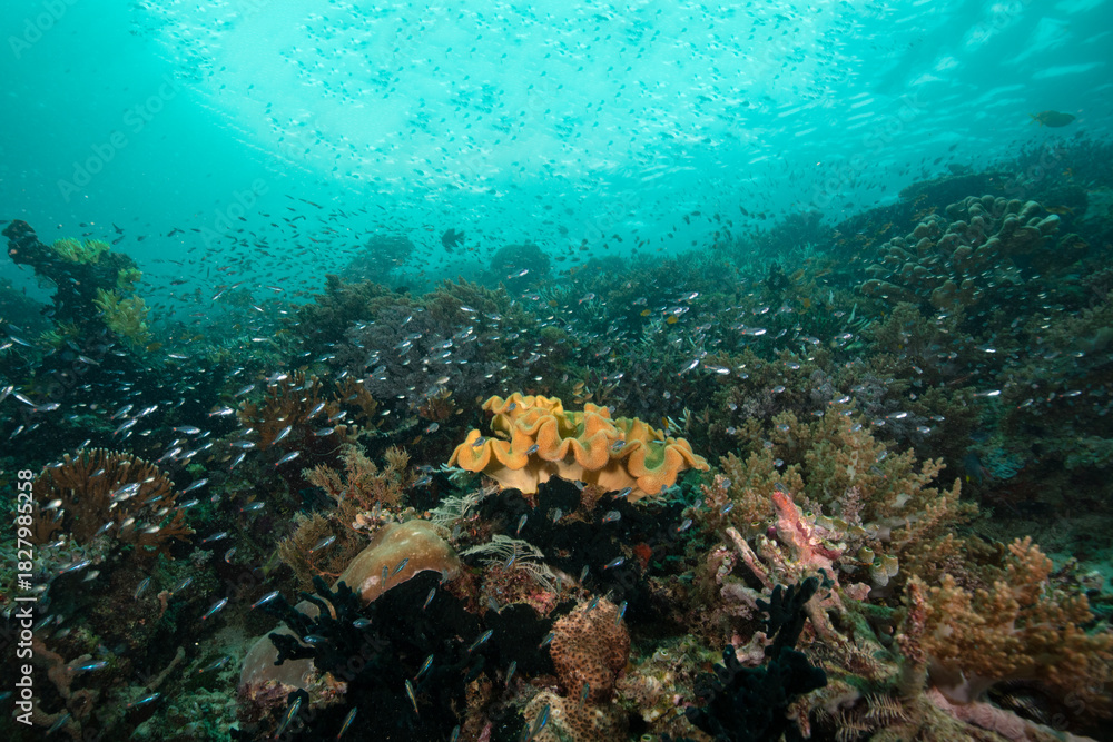Fototapeta premium Diving in the underwater world of West Papua, Raja Ampat. Amazing coral gardens and fauna