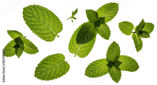 Fresh green mint leaves scattered isolated on transparent background