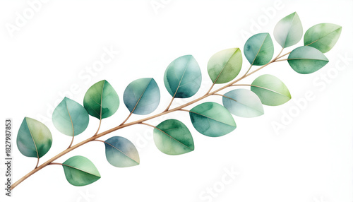 Eucalyptus Branch: A watercolor illustration of a eucalyptus branch with delicate, round leaves in varying shades of green, showcasing the elegance of nature's design.