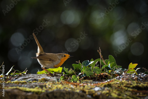 Robin resting on the ground. Close-up view. Blur background with shallow depth of field.