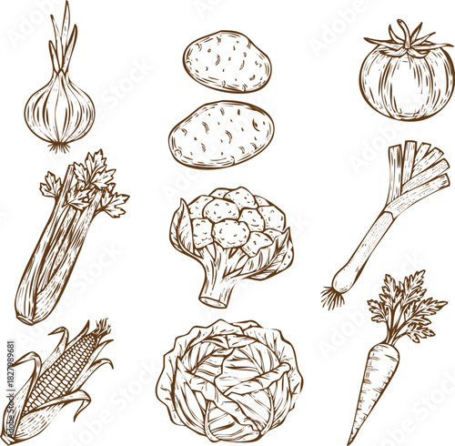 An engraving art style illustration collection of handdrawn vegetable illustrations featuring garlic, potato, tomato, celery, broccoli, leek, corn, cabbage, and carrot
