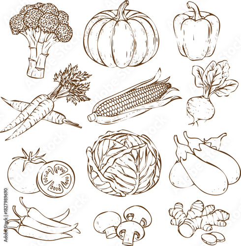 An engraving art style illustration collection of hand drawn vegetable sketches including pumpkin, broccoli, pepper, carrot, corn, tomato, cabbage, mushroom, and eggplant