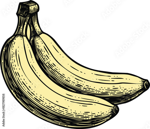 An engraving art style illustration hand drawn sketch of a bunch of two ripe bananas, vintage engraving style illustration