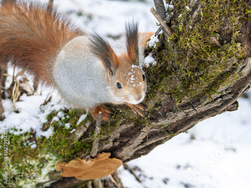 Squirrel looking at the camera in a winter forest