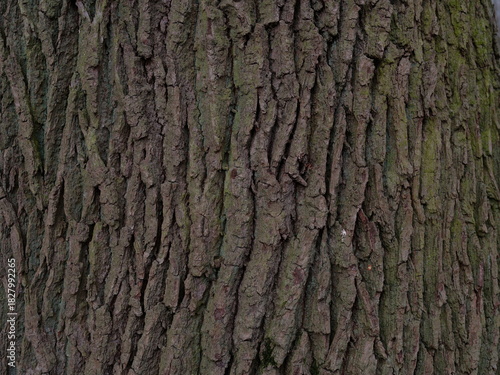 tree bark texture