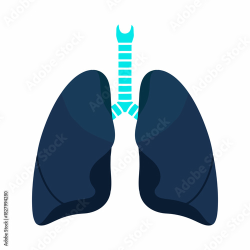 Vector icon of human lungs with trachea in vector illustration