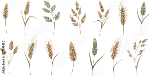 Botanical collection of detailed hand-painted cereal crops and wild meadow grasses for agricultural design