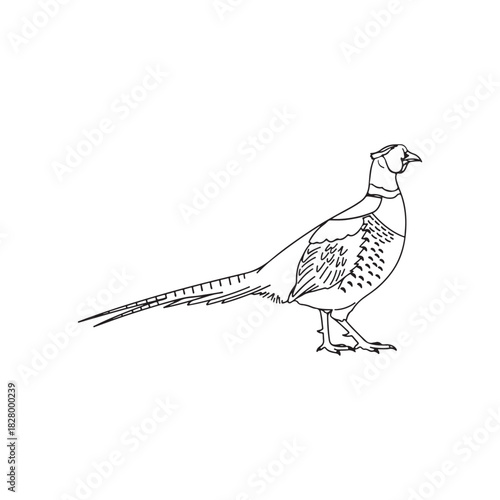 Common pheasant outline vector flat illustration design