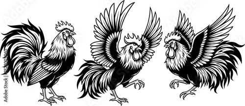 Dynamic black and white rooster illustrations in aggressive poses, perfect for tattoo design, martial symbolism, farm branding, and artistic decor.