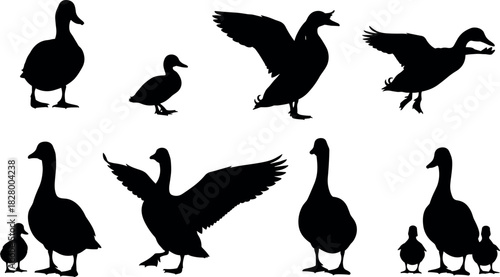 Silhouettes of ducks and geese in various poses, flying, standing, and grouped with ducklings, isolated on white background vector
