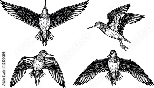Stylized black and white vector illustration of flying shorebirds with detailed feathers, dynamic wing positions, and elegant avian motion study