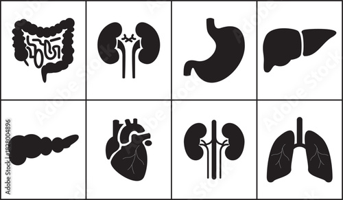 Human internal organs vector icon set 