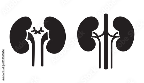 Kidney silhouette vector illustration on white background