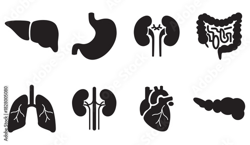 Human organ icons vector illustration 