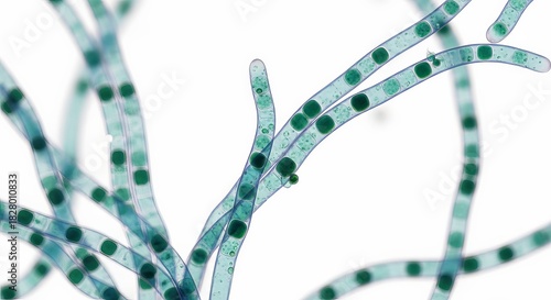 Microscopic view of cyanobacteria structures against a white background