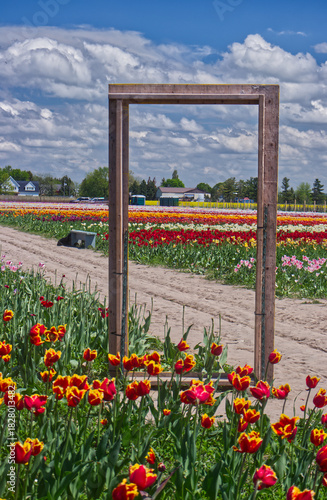 A great Photo Op frame at the tulip farm in Niagara On the Lake, ON, Canada