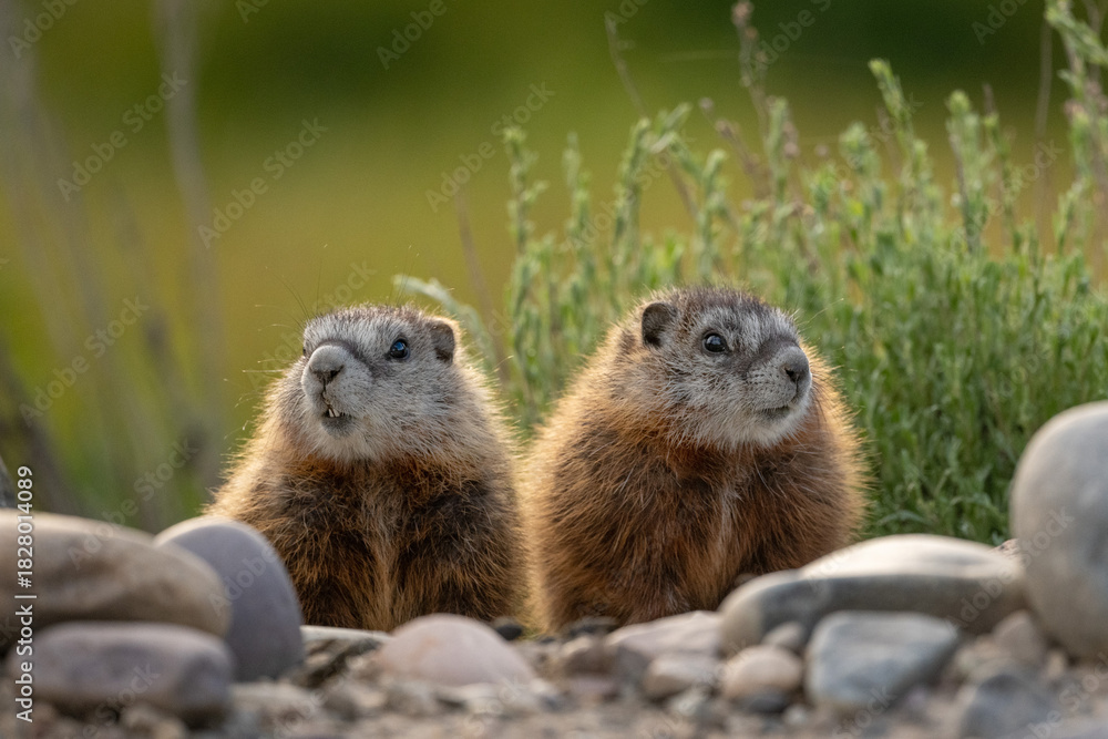 Fototapeta premium Yellow-bellied marmot juvenile siblings peek out from the den