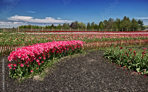 Mulch in black adds to the contrast of the colorful tulips... Niagara on the Lake, ON, Canada
