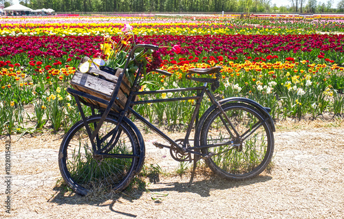Beautiful basket with tulips on a parked bike at the tulip farm. Niagara on the Lake, ON, Canada