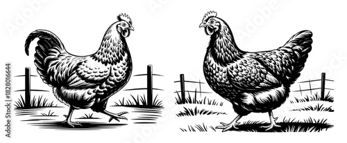Two detailed monochrome chickens standing in a grassy field with a simple wooden fence behind them
