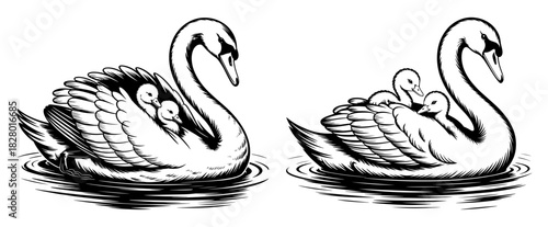 Two swan families gracefully floating on water with cygnets nestled on their backs in black and white art