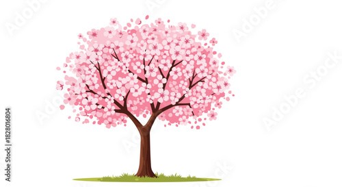 Beautiful pink cherry blossom tree in full bloom standing on a patch of green grass isolated on a plain white background.