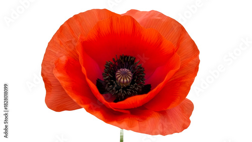 Red poppy flower head isolated on transparent background
