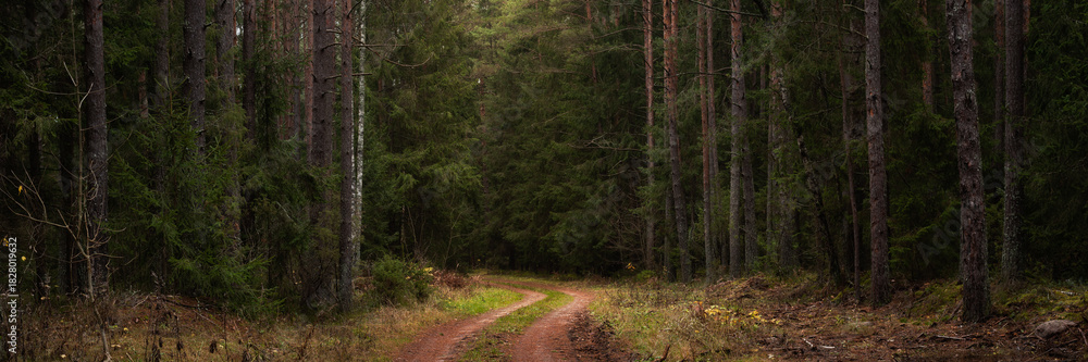 Fototapeta premium winding forest dirt road deep into dense spruce autumn woodland. Widescreen photo of a natural forest landscape. Picturesque panorama in 15x5 format. Beautiful panoramic horizontal side view