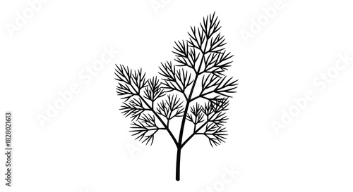 Elegant dill plant illustration in black and white silhouette